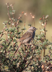 Lincolns Sparrow 9818